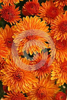 Fall Mums photo