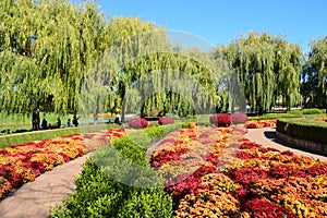 Fall mums at Chicago Botanic Garden