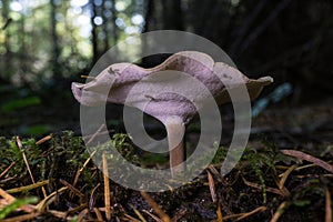 Fall mushrooms