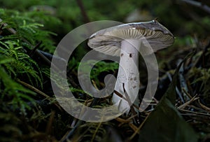 Fall mushrooms