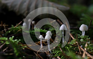 Fall mushrooms