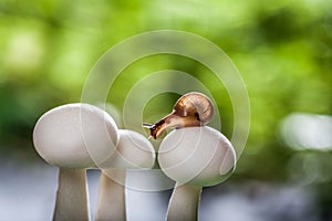 Fall mushrooms on a small snail