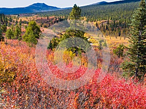 Fall in northern wilderness, Yukon T, Canada