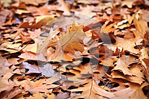 Fall oak leaves