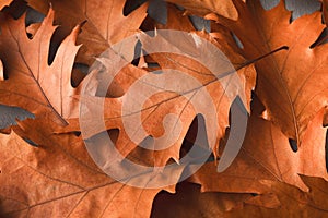 Fall oak leaves background closeup