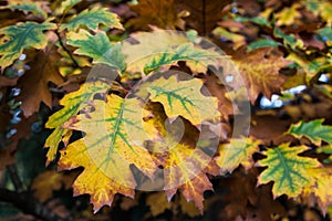 Fall Oak Leaves