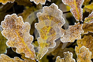 Fall oak leaves with hoarfrost