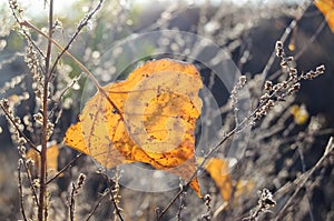 Fall orange poplar leaf on the background of dry grass. Autumn backdrop