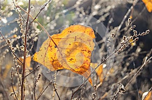 Fall orange poplar leaf on the background of dry grass. Autumn backdrop