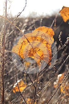 Fall orange poplar leaf on the background of dry grass. Autumn backdrop