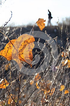 Fall orange poplar leaf in backlighting on the background of wasteland and male silhouette.