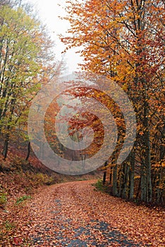 A fall path with colorful leaves