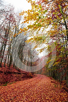 A fall path with colorful leaves