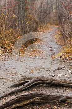 Fall Path in the Trees