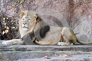 Sahar, King of the Zoo photo