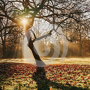 Fall. Picturesque big tree on glade in park, light haze. Golden sunbeams. Autumn morning