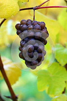 Fall Pinot Gris Grapes