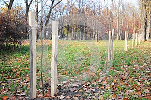 Fall planting of trees and shrubs. Planting a Trees Correctly with Two Stakes in Autumn.