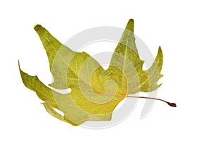 Fall platanus orientalis leaf