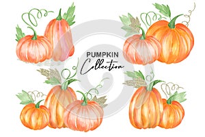 Fall pumpkin collection. Autumn illustration