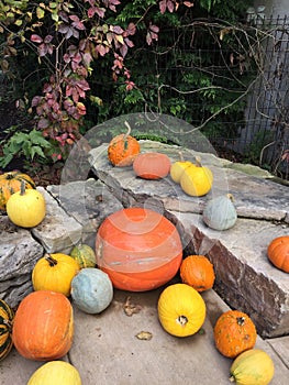 Fall pumpkin patch
