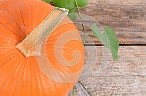 Fall pumpkin and vine autumn decor