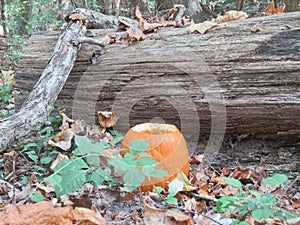 Fall Pumpkin in the Woods