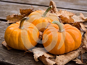 Fall pumpkins