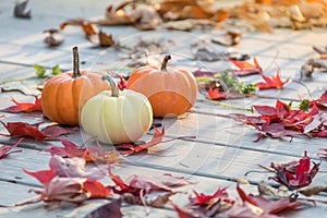 Fall pumpkins and colorful leaves with warm sun and trees