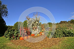 Fall pumpkins and corn shocks photo