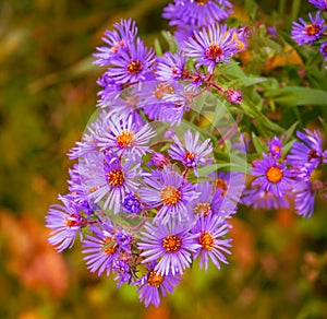 Fall purple asters in bloom