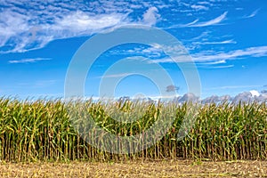 Fall rall ripe green field of corn growing up