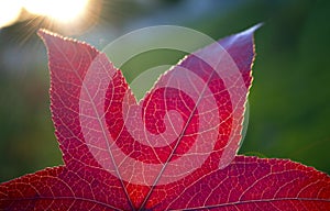 Fall red leaf