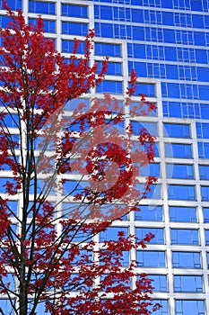 Fall Red Leaves on Tree with Blue Windows of Skyscraper Highrise Building in City