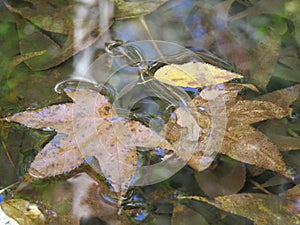 Fall Reflection