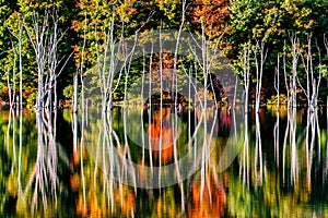 Fall reflections and a flooded forest at Monksville Reservoir