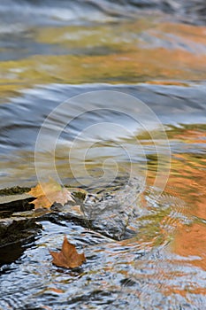 Fall reflections in the rapids