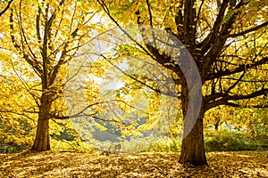 Fall in the Rembrandpark Amsterdam.