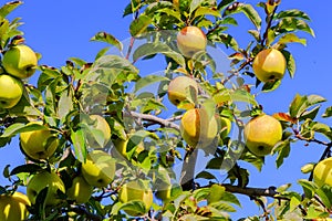 Fall Ripening Apples in Maine