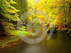 Fall river . Forest autumn trees by the mountain stream, lovely