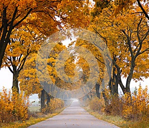 Fall road.