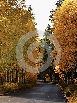 Fall road with aspen color