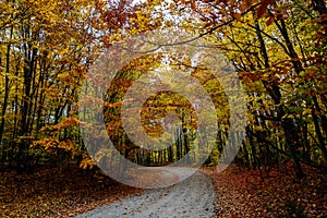 Fall road in forest of Pictured Rocks National Lakeshore Munising. Trees tunnel.