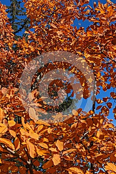 Fall\'s orange takes over and only the sky is the limit, Niagara Falls, ON, Canada