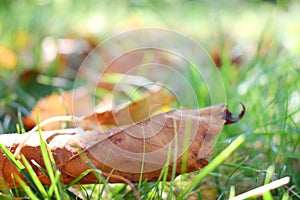 Fall scene. Autumn leaves on the lawn. Golden morning sun rays on green grass. The end of the summer. Hello September, October, No