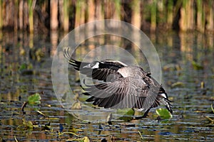 Fall scene of a Canada Goose with wings spread touching down in a marsh