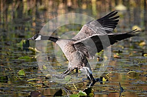 Fall scene of a Canada Goose with wings spread touching down in a marsh