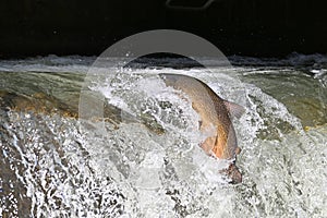 Fall scene of a Chinook Salmon at a fish ladder