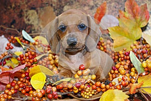 Fall Scene Dachshund Pup