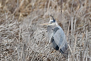 Fall scene of a Great Blue Heron bird